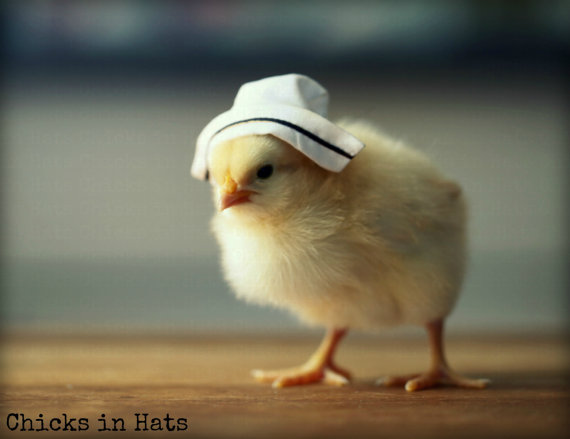   Photo Print 8x10 Yellow Chick Wearing A Nursing Cap Hat  by   chicksinhats   